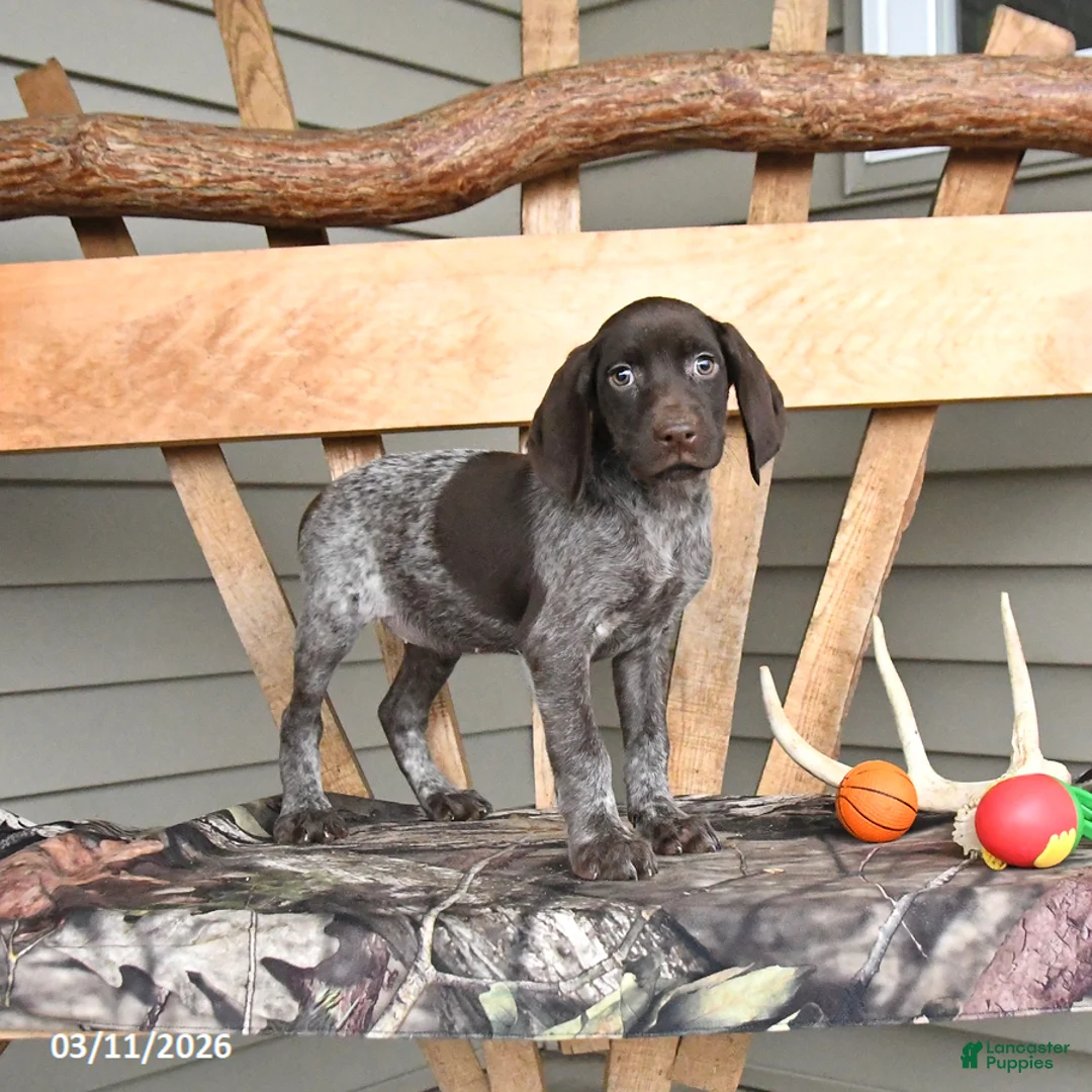 German Shorthaired Pointer dogs for sale: Wanda - Ad 1