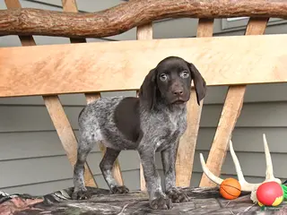German Shorthaired Pointer dogs for sale: Wanda - Ad 1