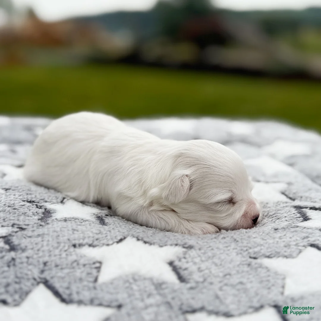 Maltese dogs for sale: Lincoln Maltese Puppy - Ad 3