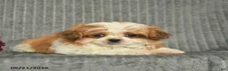 Malshi dogs for sale: Brent - Ad 2