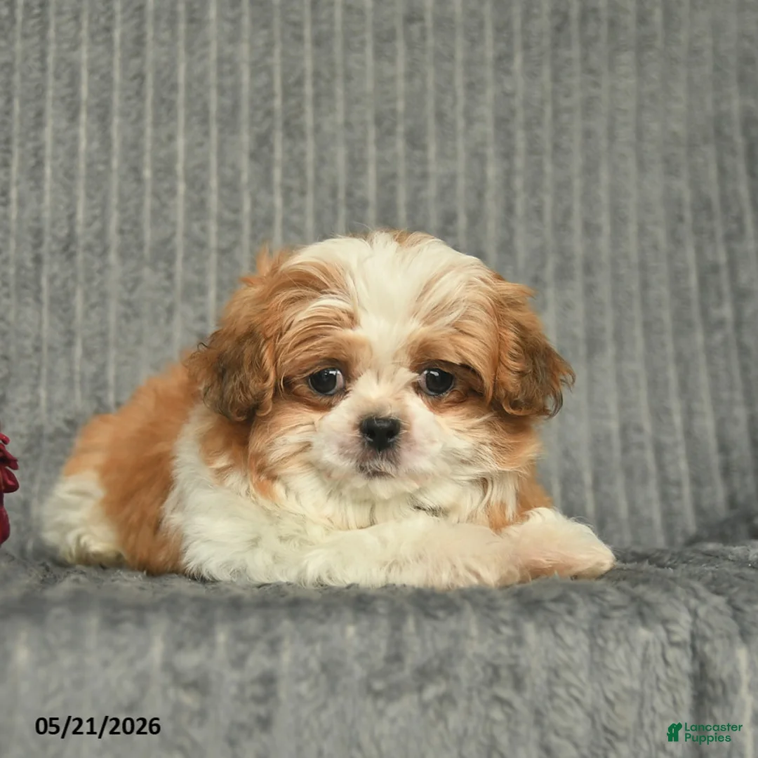 Malshi dogs for sale: Brent - Ad 2