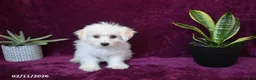Maltese dogs for sale: Jasper - Ad 7