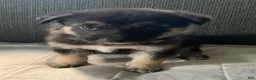 Gerberian Shepsky dogs for sale: Gerberian Shepsky 1 - Ad 1