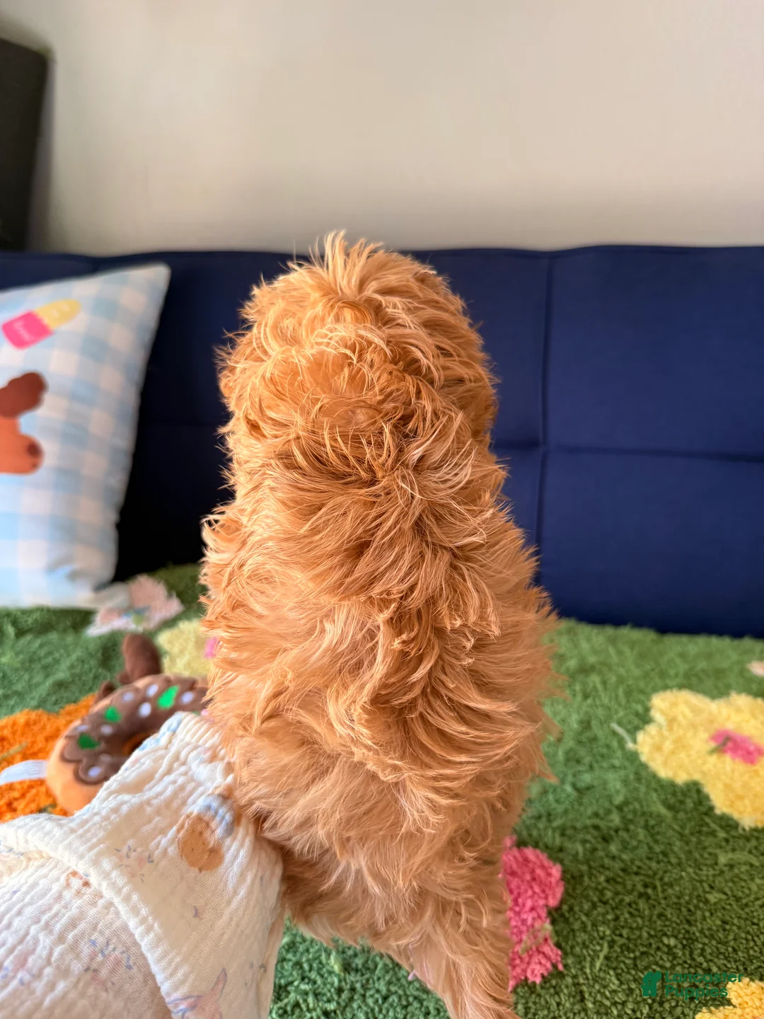 Cavapoo dogs for sale: lucas - Ad 2