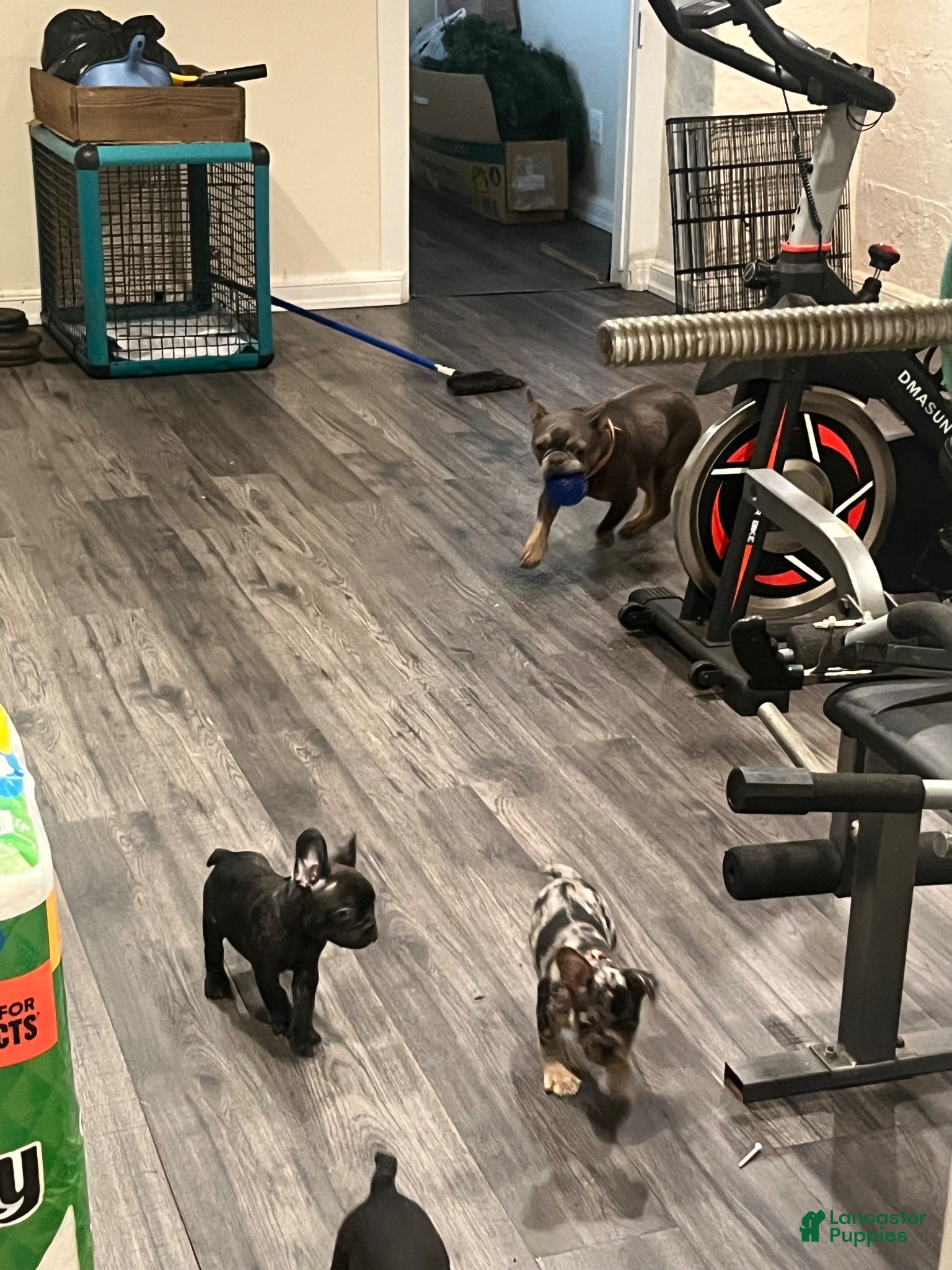 French Bulldog dogs  4 - Ad 2