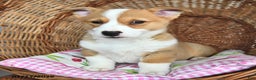 Welsh Corgi Pembroke dogs for sale: Ruby - Ad 3