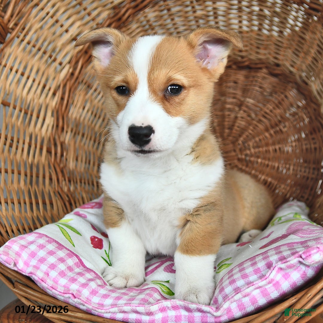Welsh Corgi Pembroke dogs for sale: Ruby - Ad 3