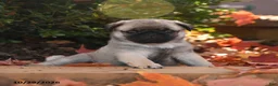 Pug dogs for sale: Gus - Ad 4