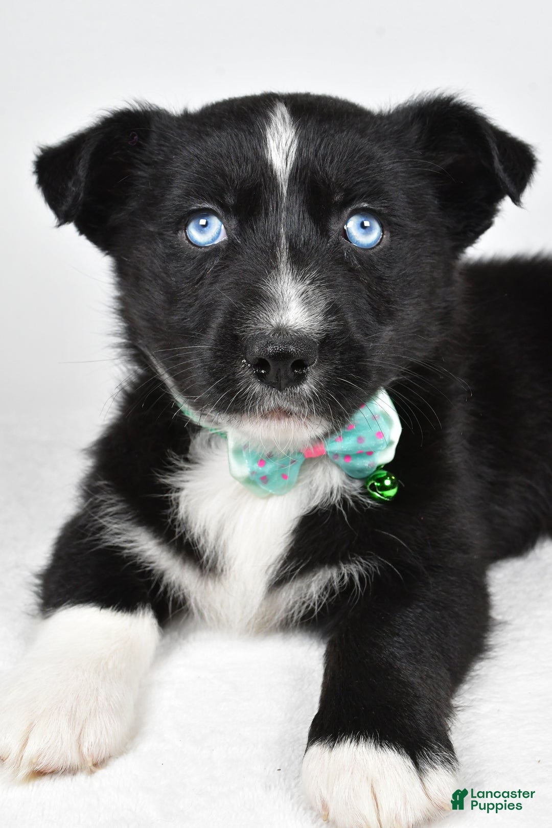 Mixed Breed dogs for sale: Prescott - Ad 5