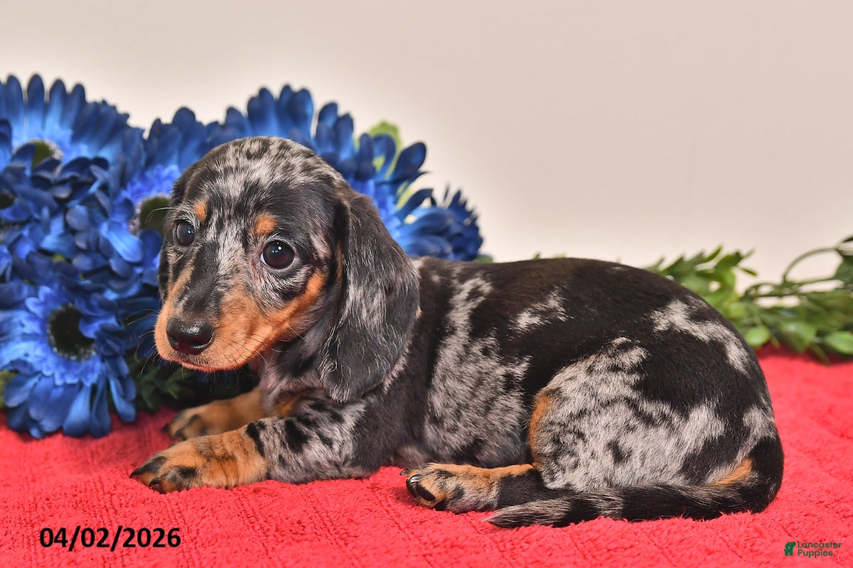 Miniature Dachshund dogs Fiona - Ad 2