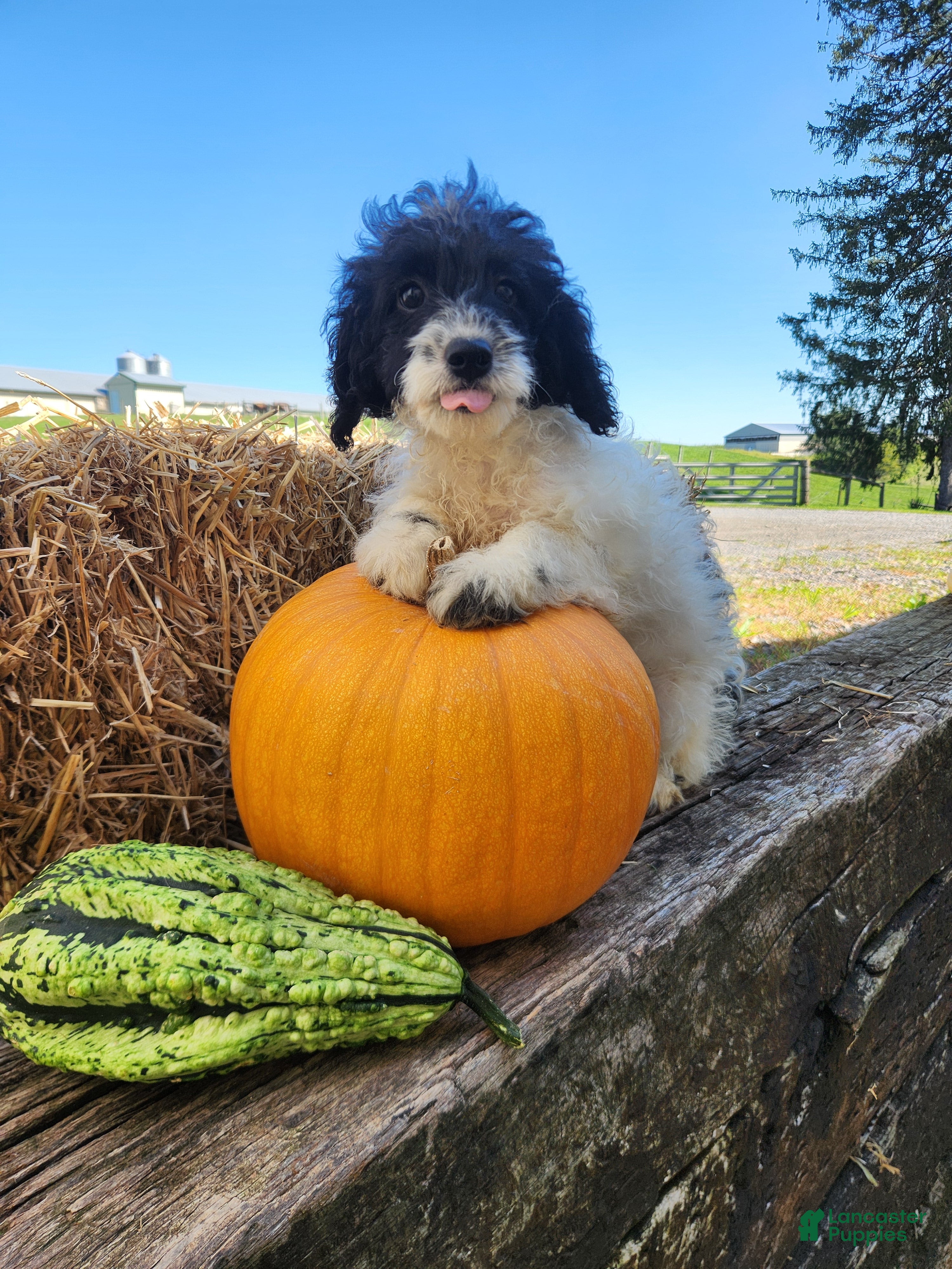 Cockapoo dogs for sale: Cookies 'n' Cream - Ad 3