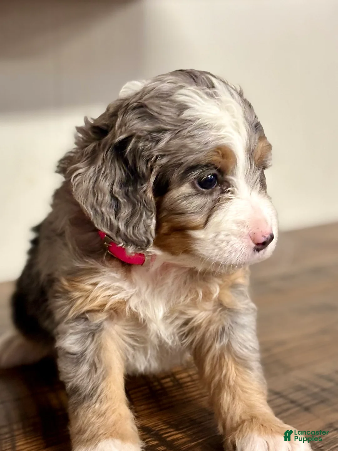 Mini Bernedoodle dogs for sale: Chloe Mini Bernedoodle Puppy 2 - Ad 16