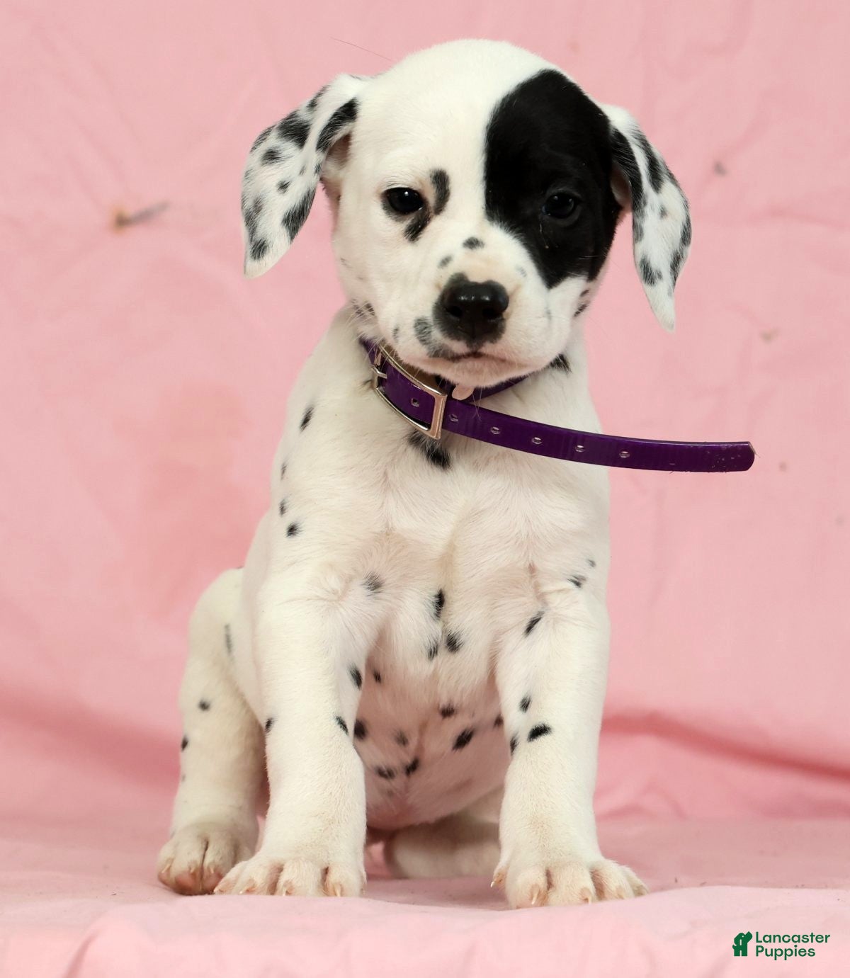 Dalmatian dogs Tulip - Ad 2