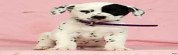 Dalmatian dogs for sale: Tulip - Ad 2