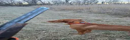 Vizsla dogs for stud: Red the stud  - Ad 6