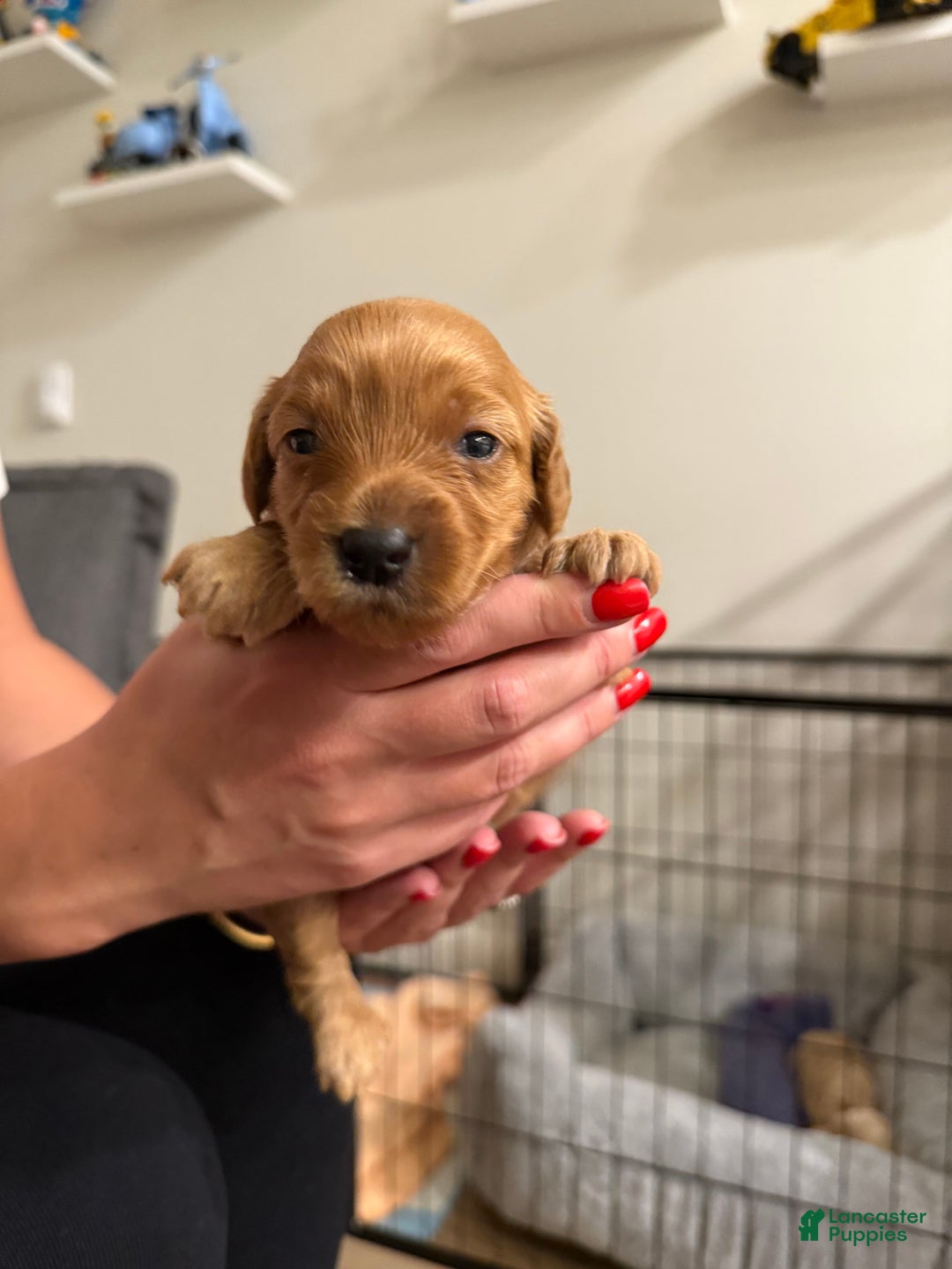 Maltipoo dogs for sale: Maltipoo Puppy 3 - Ad 5