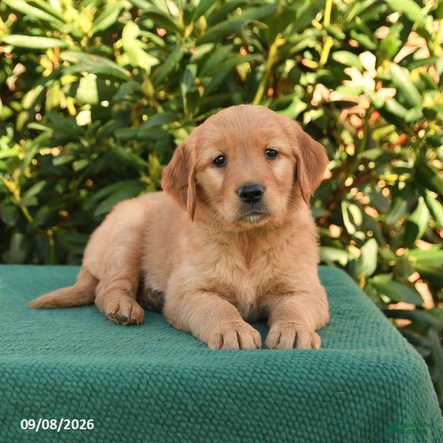 Golden Retriever dogs Natalynn - Ad 2