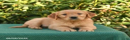 Golden Retriever dogs for sale: Natalynn - Ad 2