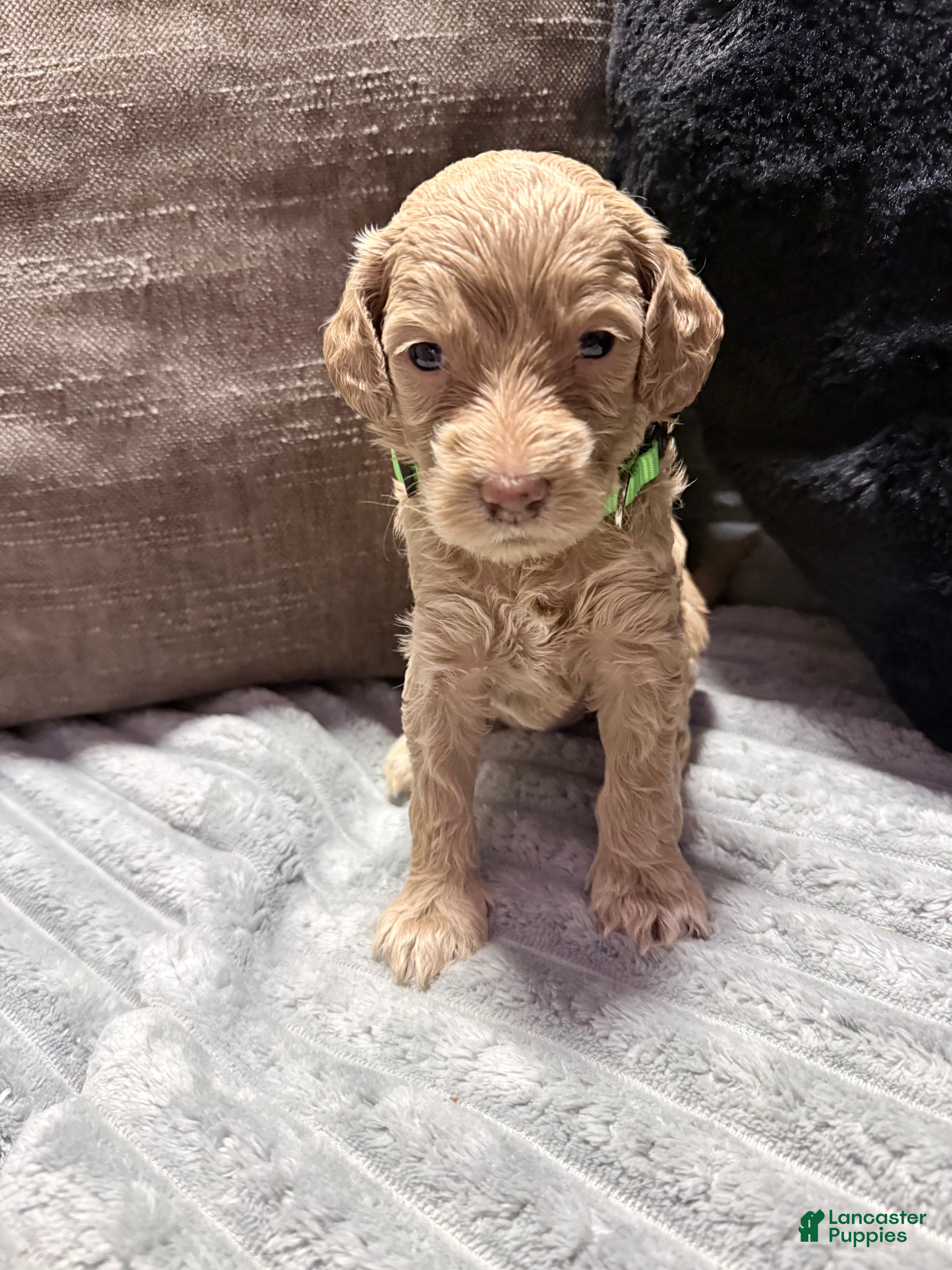 Mixed Breed dogs Mixed Breed Puppy 7 - Ad 29