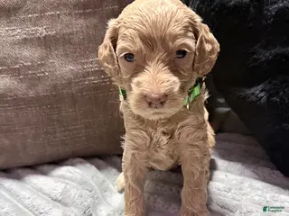 Mixed Breed dogs Mixed Breed Puppy 7 - Ad 11