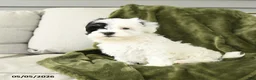 Mixed Breed dogs for sale: Lilly - Ad 5