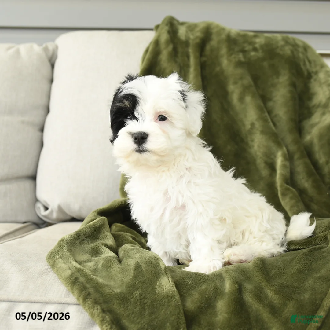 Mixed Breed dogs for sale: Lilly - Ad 5