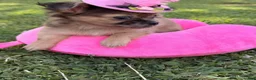 Chihuahua dogs for sale: Chihuahua 1 - Ad 7