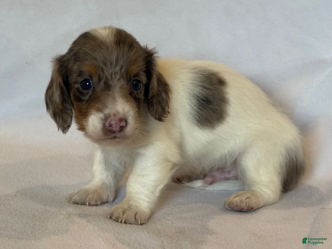 Miniature Dachshund dogs for sale: Beau - Ad 2