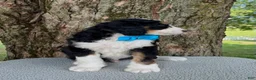 Bernedoodle dogs for sale: George  - Ad 11