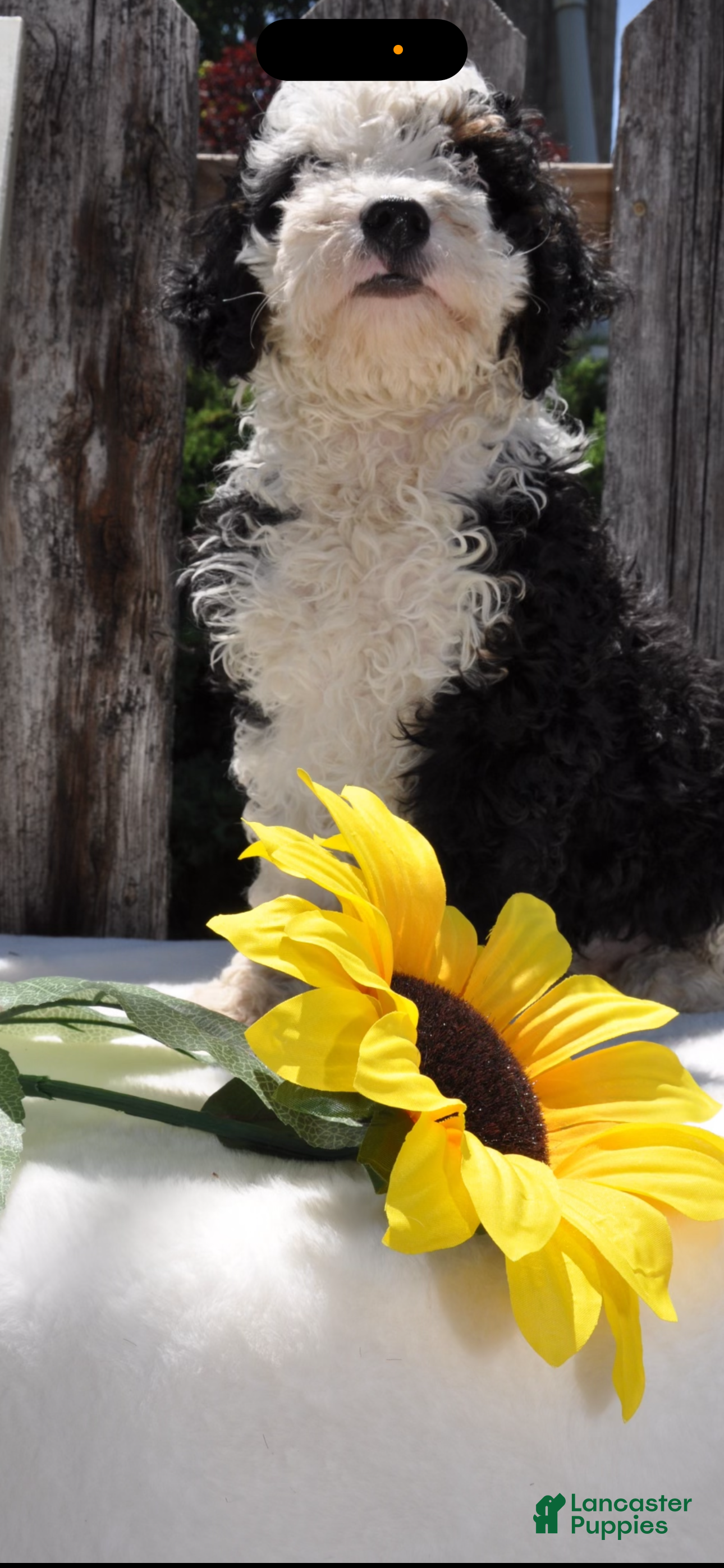 Mini Bernedoodle dogs Mr. Panda Bear - Ad 2