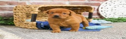 Labrador Retriever dogs for sale: Copper  - Ad 1
