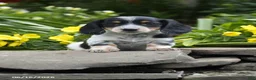 Miniature Dachshund dogs for sale: Oreo - Ad 2