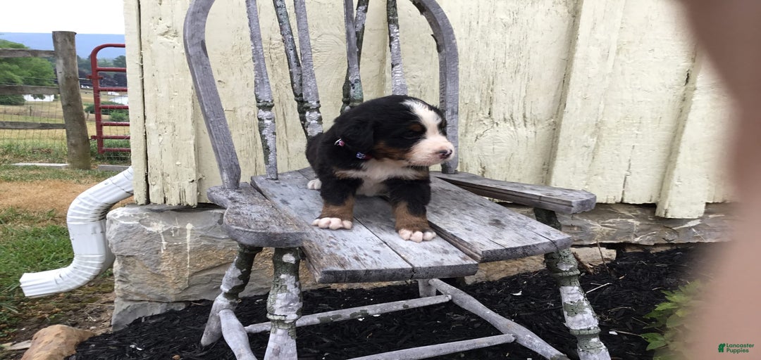 Gallery Image {{count}}