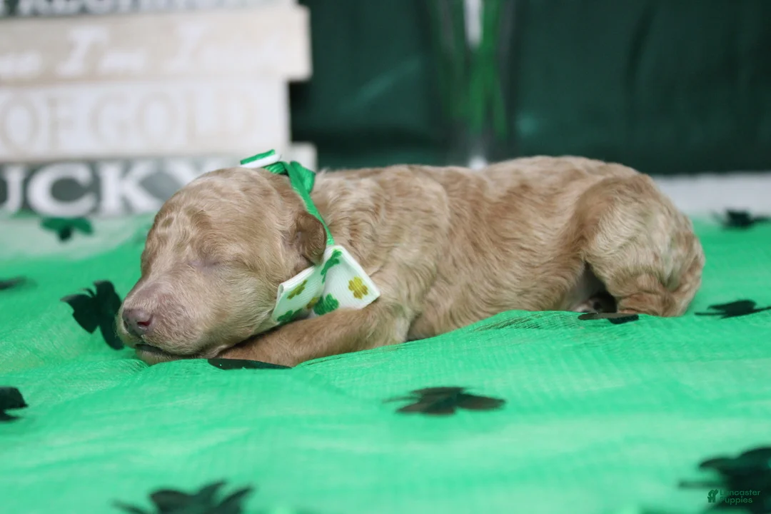 Miniature Poodle dogs for sale: Byron  - Ad 3