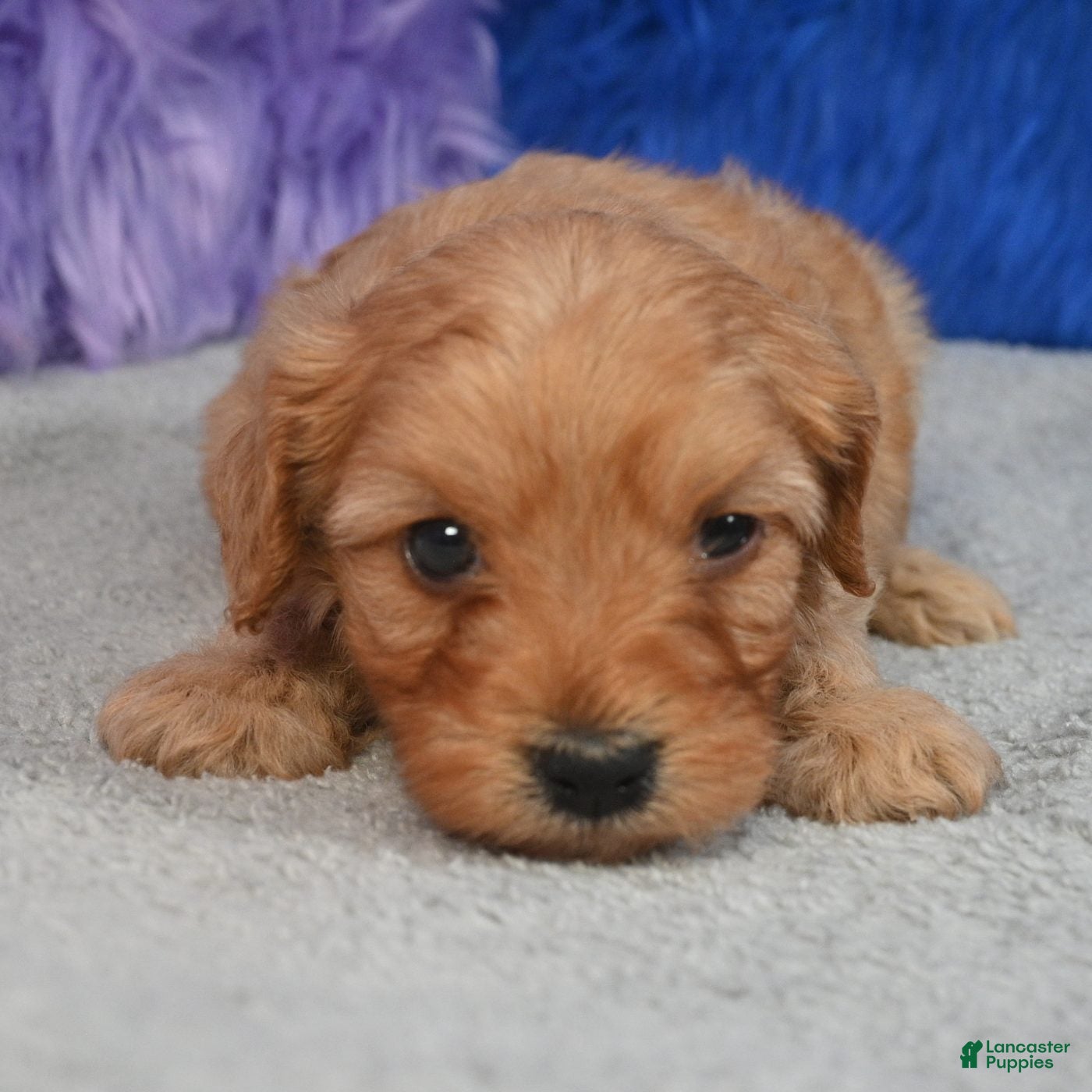 Cavapoo dogs for sale: Cavapoo 4 - Ad 1