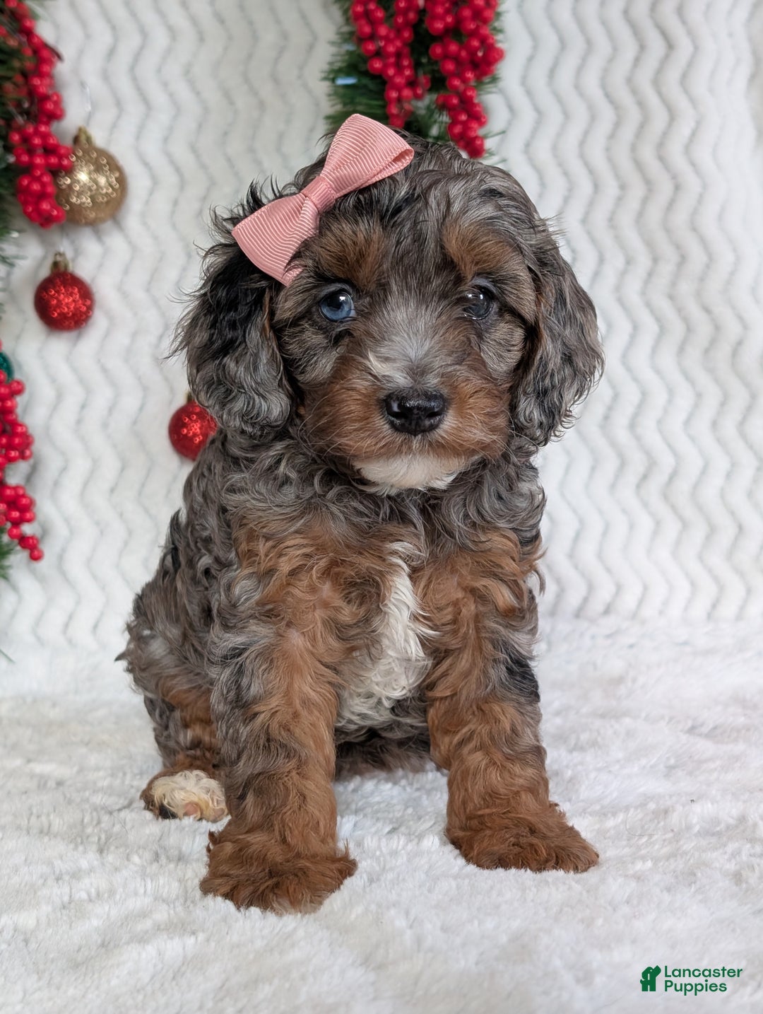 Cavapoo dogs for sale: Abby  - Ad 22