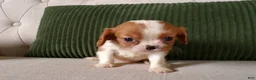 Cavalier King Charles Spaniel dogs for sale: Quillin - Ad 2