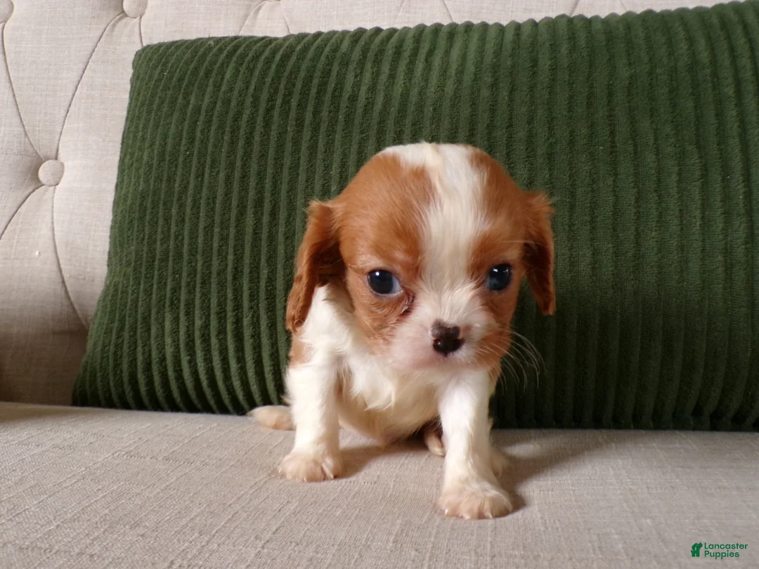 Cavalier King Charles Spaniel dogs for sale: Quillin - Ad 2
