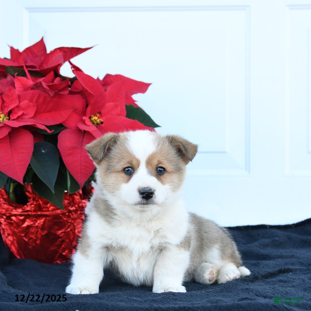 Welsh Corgi Pembroke dogs for sale: Bean  - Ad 2
