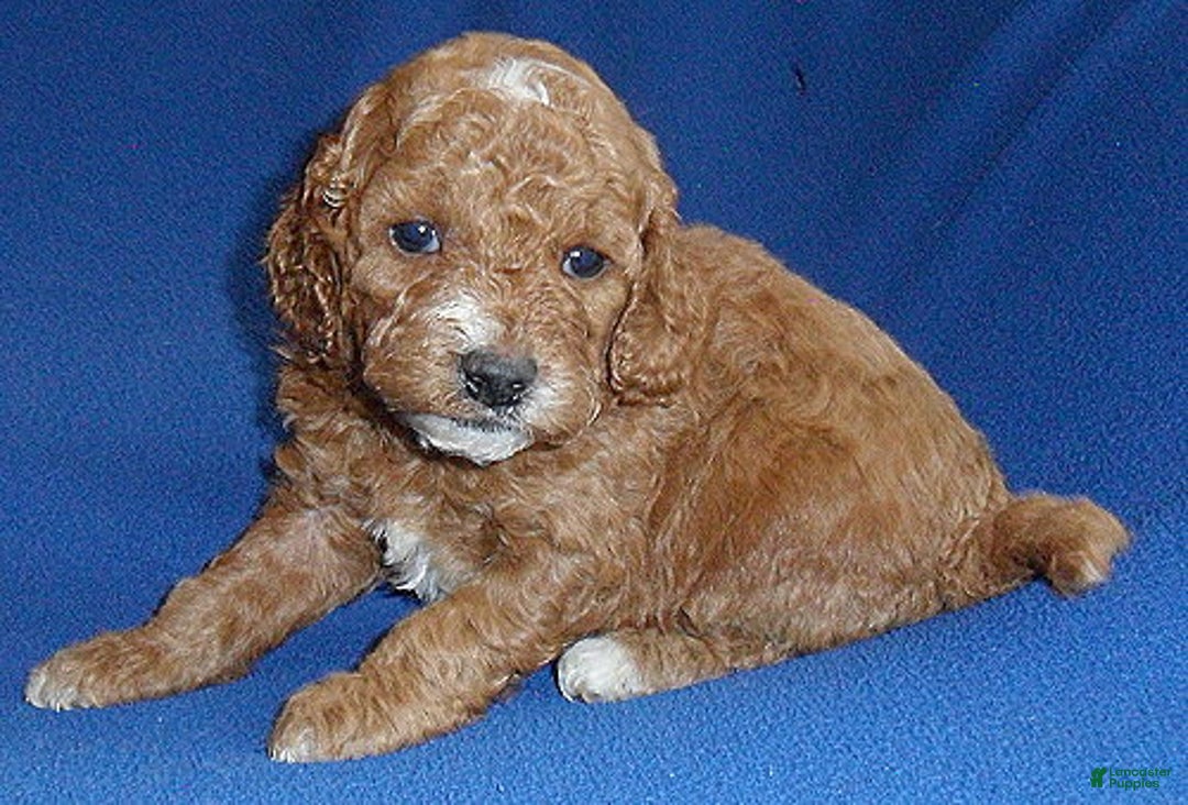 Cockapoo dogs for sale: Cooper - Ad 4