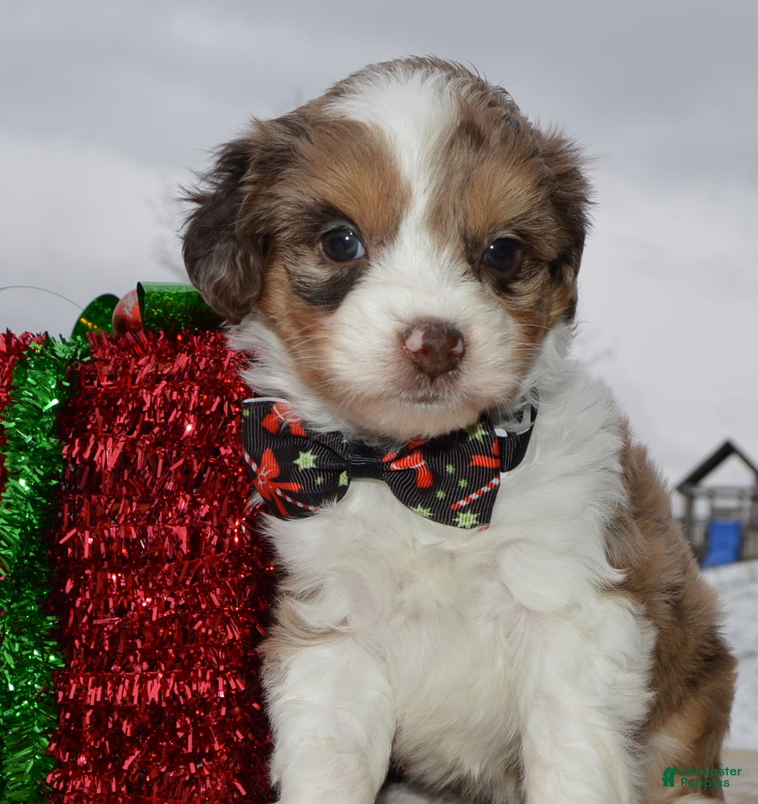 Mini Aussiedoodle dogs for sale: Toy Angel - Ad 20