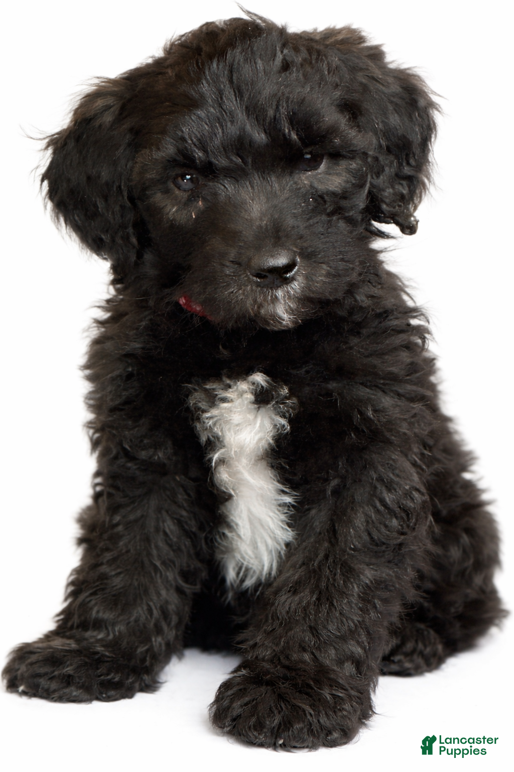 Goldendoodle dogs Red - Ad 26