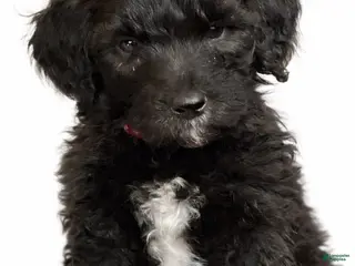 Goldendoodle dogs Red - Ad 26