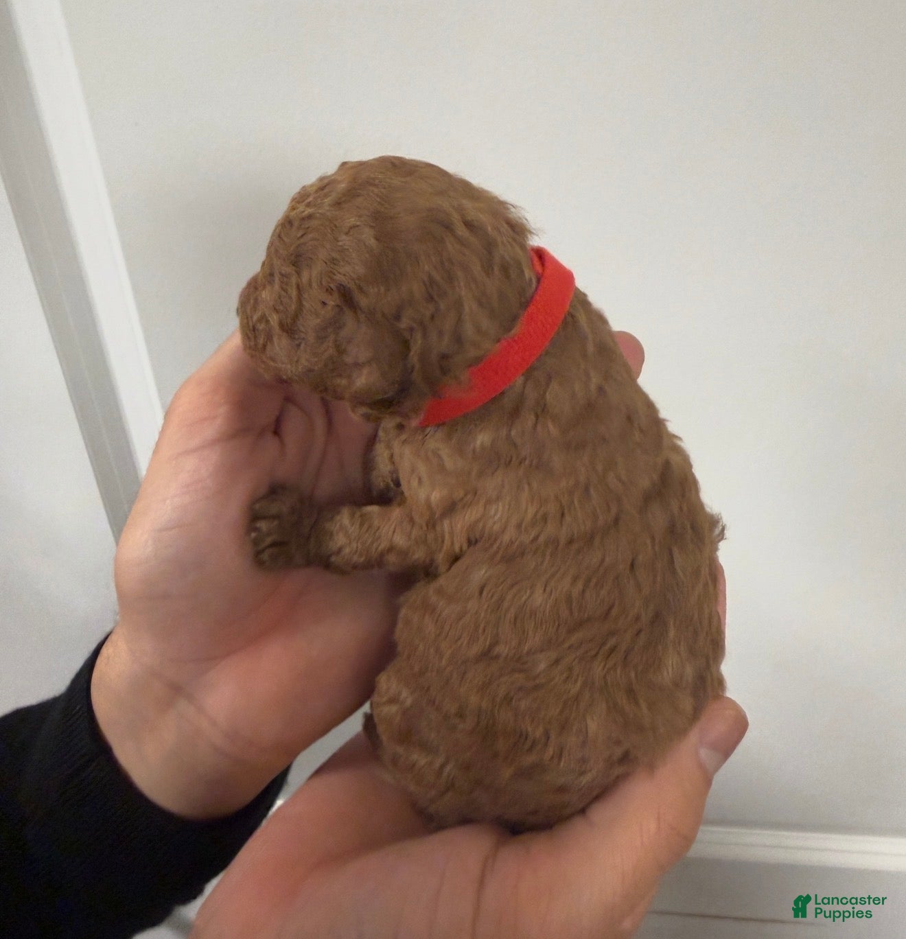 Toy Poodle dogs Little cliford  - Ad 2