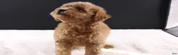 Shihpoo dogs for sale: Milo - Ad 6