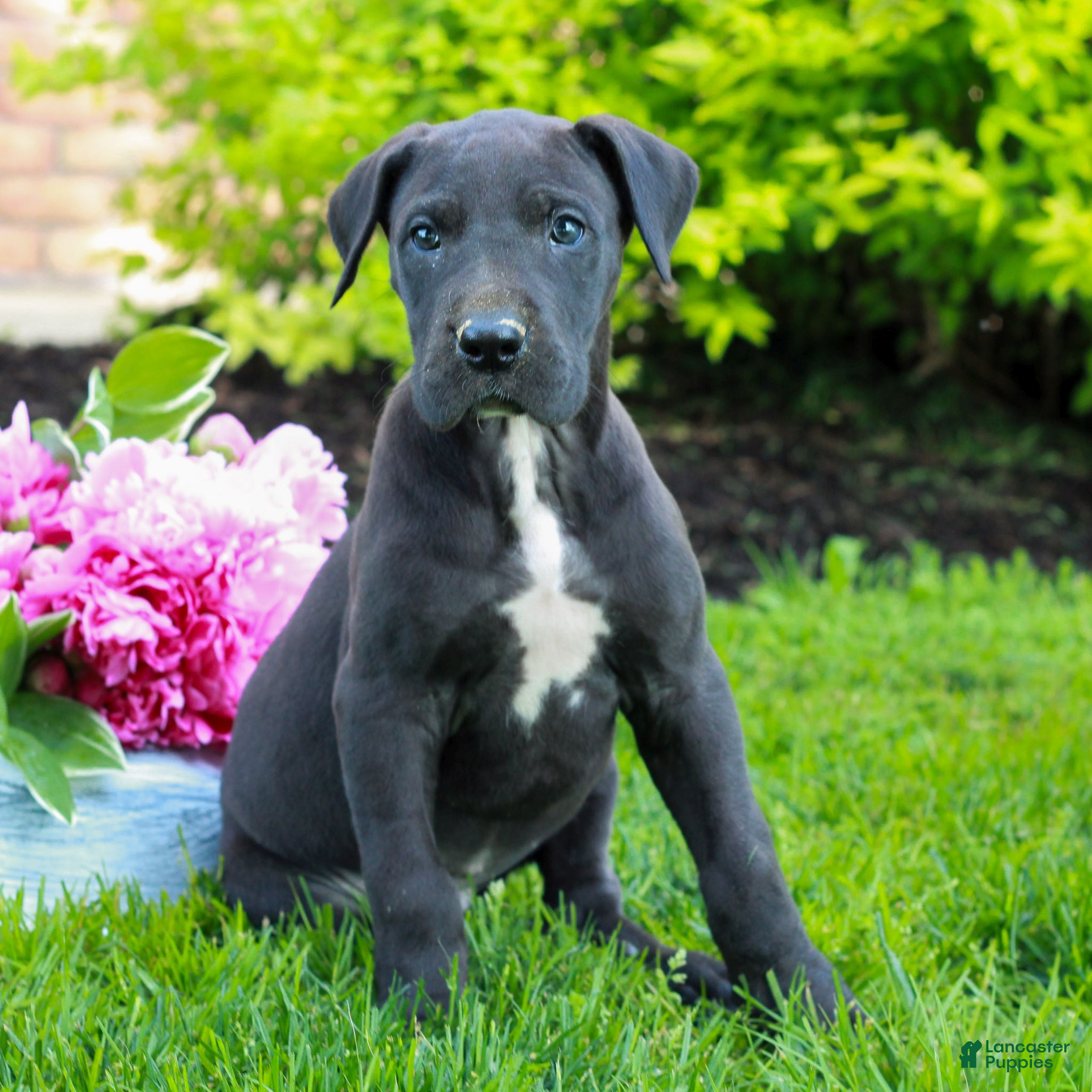 Great Dane dogs Rylie  - Ad 1