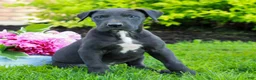 Great Dane dogs for sale: Rylie  - Ad 3