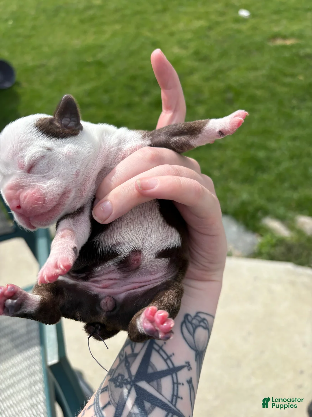 Olde English Bulldogge dogs for sale: Olde English Bulldogge Puppy 4 - Ad 1