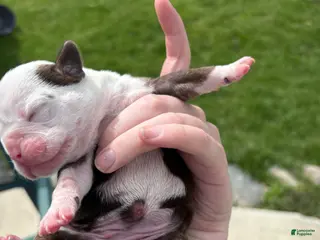 Olde English Bulldogge dogs Olde English Bulldogge Puppy 4 - Ad 27