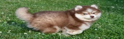 Pomsky dogs for sale: Prince - Ad 7